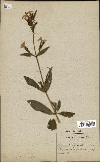 spécimen de Saponaria officinalis