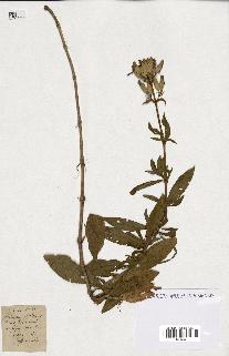 spécimen de Saponaria officinalis