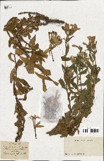 spécimen de Saponaria officinalis