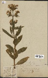 spécimen de Saponaria officinalis