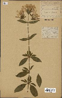 spécimen de Saponaria officinalis