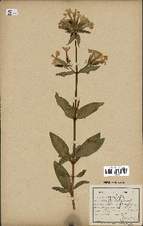 spécimen de Saponaria officinalis