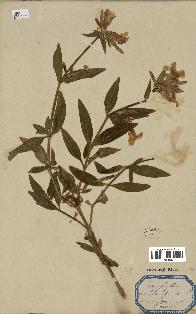 spécimen de Saponaria officinalis