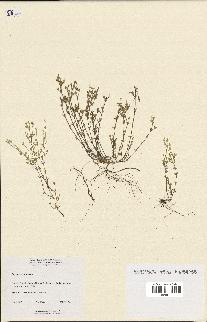 spécimen de Arenaria serpyllifolia