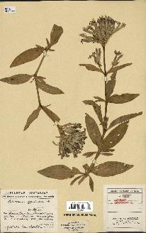 spécimen de Saponaria officinalis