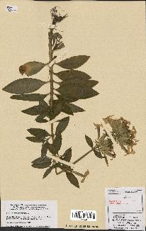 spécimen de Saponaria officinalis