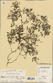 spécimen de Saponaria ocymoides