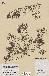 spécimen de Saponaria ocymoides