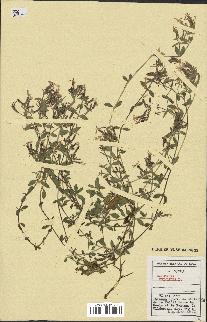 spécimen de Saponaria ocymoides