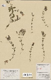 spécimen de Saponaria ocymoides