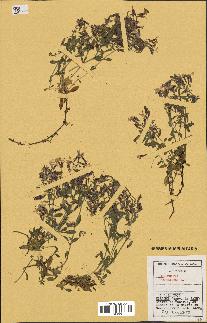 spécimen de Saponaria ocymoides