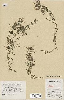 spécimen de Saponaria ocymoides