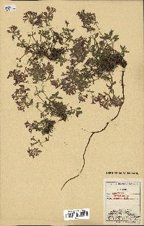 spécimen de Saponaria ocymoides
