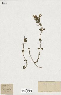 spécimen de Saponaria ocymoides