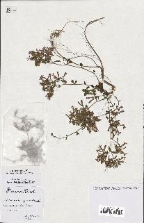 spécimen de Saponaria ocymoides
