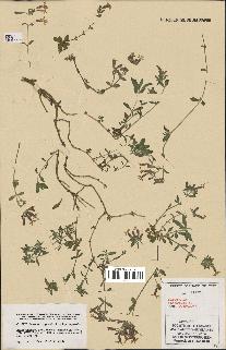 spécimen de Saponaria ocymoides