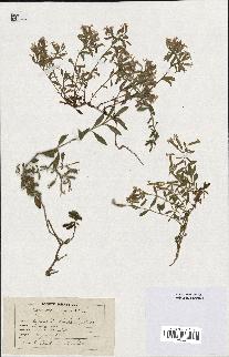 spécimen de Saponaria ocymoides