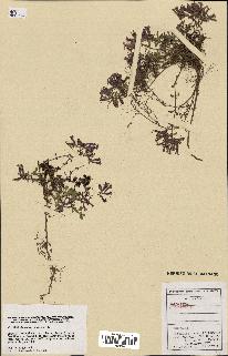 spécimen de Saponaria ocymoides