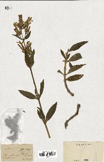 spécimen de Saponaria officinalis