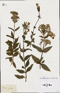 spécimen de Saponaria officinalis