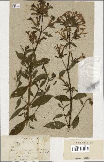 spécimen de Saponaria officinalis