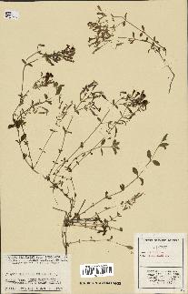 spécimen de Saponaria ocymoides