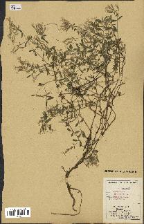 spécimen de Saponaria ocymoides