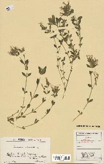 spécimen de Saponaria ocymoides