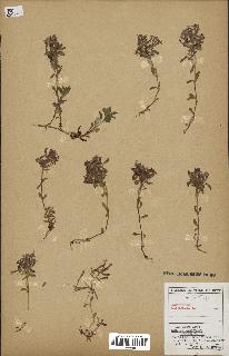 spécimen de Saponaria ocymoides