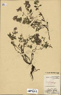 spécimen de Saponaria ocymoides