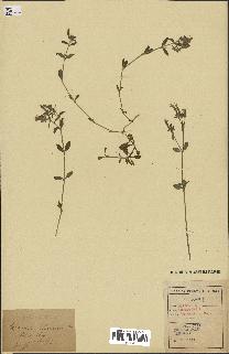 spécimen de Saponaria ocymoides