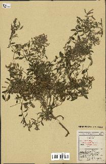 spécimen de Saponaria ocymoides