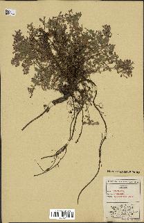 spécimen de Saponaria ocymoides