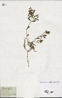spécimen de Saponaria ocymoides