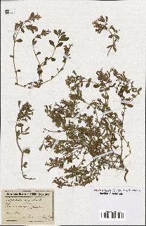 spécimen de Saponaria ocymoides