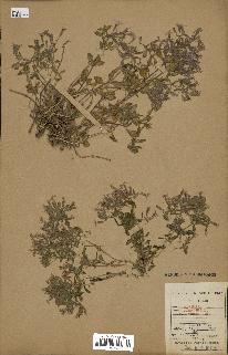 spécimen de Saponaria ocymoides