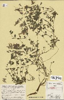spécimen de Saponaria ocymoides