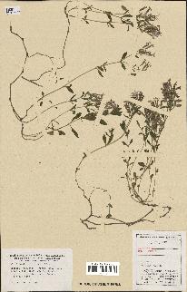 spécimen de Saponaria ocymoides