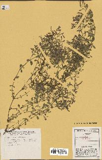 spécimen de Saponaria ocymoides
