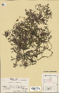 spécimen de Saponaria ocymoides