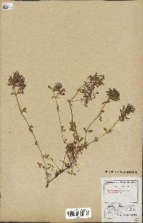 spécimen de Saponaria ocymoides