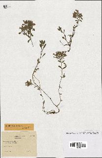 spécimen de Saponaria ocymoides