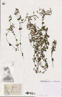 spécimen de Saponaria ocymoides
