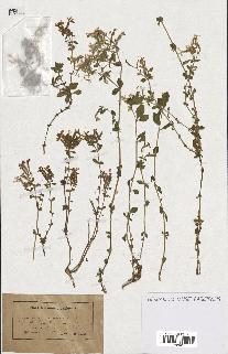 spécimen de Saponaria ocymoides