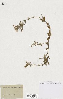spécimen de Saponaria ocymoides