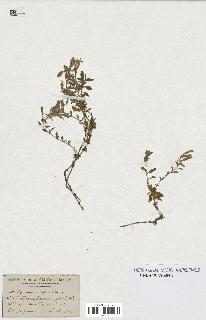 spécimen de Saponaria ocymoides