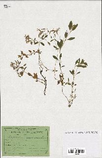 spécimen de Saponaria ocymoides