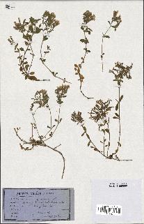 spécimen de Saponaria ocymoides