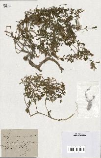 spécimen de Saponaria ocymoides