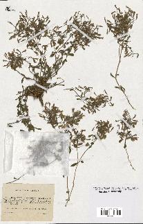 spécimen de Saponaria ocymoides